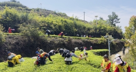 厦门军营村：清明假期亲子研学热，茶山竹海间涌动亲子春趣 ...